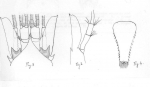 Mysida