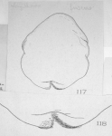 Mysida