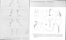 Scan taken from personal notes of H. Nouvel stored at CNRS La Rochelle (France) by Jean Paul Lagardere.