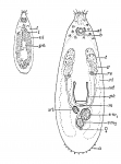 Platyhelminthes