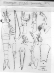 Redrawn from Derzhavin (1924)
Scan taken from personal notes of H. Nouvel stored at CNRS La Rochelle (France) by Jean Paul Lagardere.
