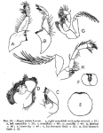 Crustacea (crustaceans)