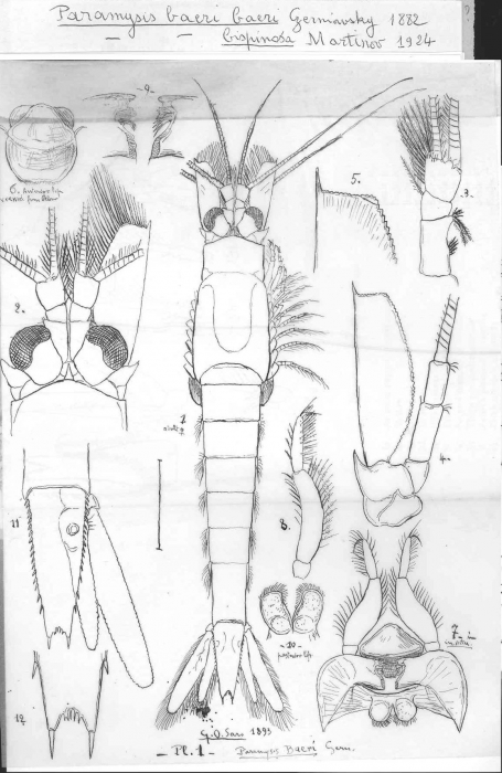 Paramysis baeri