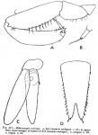 Mysida