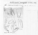 Scan taken from personal notes of H. Nouvel stored at CNRS La Rochelle (France) by Jean Paul Lagardere.