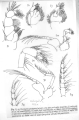 Mysida