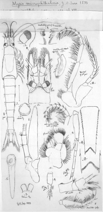 Mysis microphthalma Sars, 1895