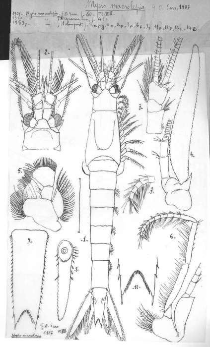 Mysis macrolepis Sars, 1907