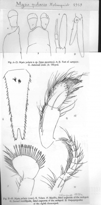 Mysis polaris Holmquist, 1959