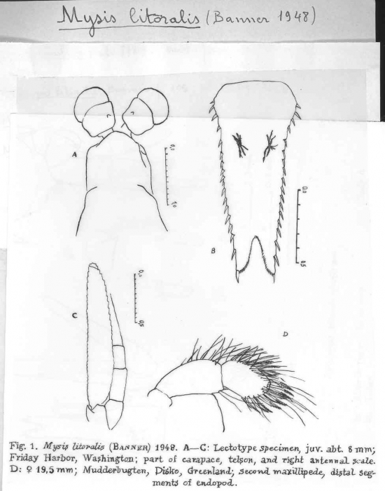 Mysis litoralis lectotype (juv.)