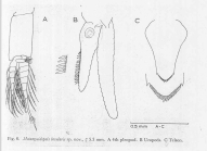 Scan taken from personal notes of H. Nouvel stored at CNRS La Rochelle (France) by Jean Paul Lagardere.