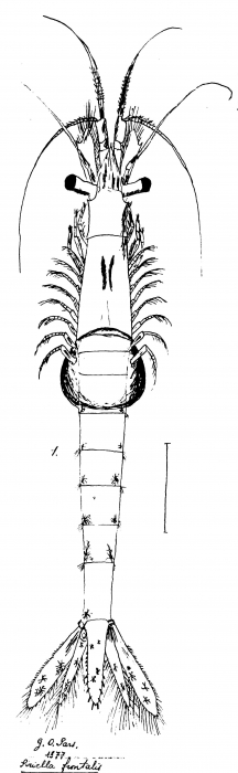 Part: Total dorsal