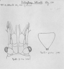 Scan taken from personal notes of H. Nouvel stored at CNRS La Rochelle (France) by Jean Paul Lagardere.