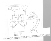 Scan taken from personal notes of H. Nouvel stored at CNRS La Rochelle (France) by Jean Paul Lagardere.