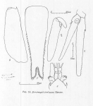 Mysida