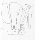 Scan taken from personal notes of H. Nouvel stored at CNRS La Rochelle (France) by Jean Paul Lagardere.