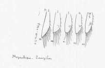 Scan taken from personal notes of H. Nouvel stored at CNRS La Rochelle (France) by Jean Paul Lagardere.