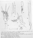 Mysida