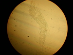 Part: Endo - uro