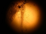 Part: Endo - uro