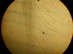 Part: Endo - uro