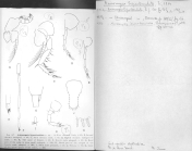 Scan taken from personal notes of H. Nouvel stored at CNRS La Rochelle (France) by Jean Paul Lagardere.