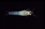 Part: Total dorsal