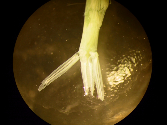 Part: Abdomen dorsal Part: Abdomen dorsal