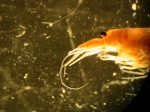 Part: Head lateral