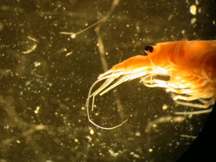 Part: Head lateral Part: Head lateral