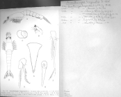 Scan taken from personal notes of H. Nouvel stored at CNRS La Rochelle (France) by Jean Paul Lagardere.