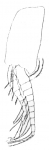 Part: Pleopod 2