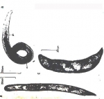 Species