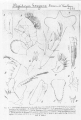 author: Nouvel, H.