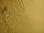 Mysida