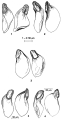 Coulterella hirotaorum, author: Tom Artois