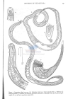 Nematode file-library of the Marine Biology Section (Ghent University, Belgium)