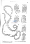 Nematoda