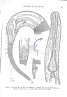 Nematode file-library of the Marine Biology Section (Ghent University, Belgium)