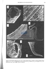 Nematode file-library of the Marine Biology Section (Ghent University, Belgium)