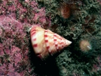 Calliostoma zizyphinum (Linnaeus, 1758), author: BioMar - Trinity College Dublin (TCD) Calliostoma zizyphinum (Linnaeus, 1758), author: BioMar - Trinity College Dublin (TCD)