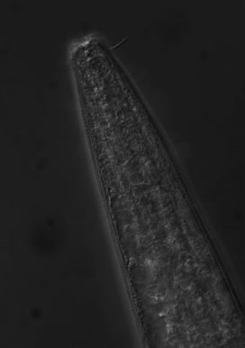 Sabatieria sp., Part: lip, author: Poss?