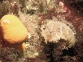 Cladobranchia