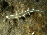 Nudibranchia
