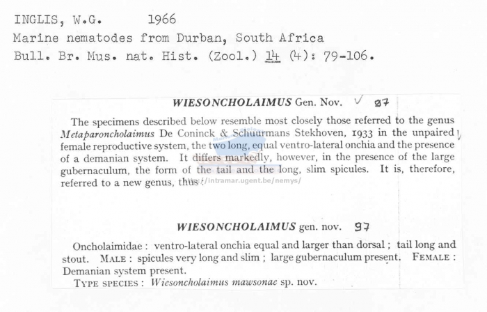 Wiesoncholaimus