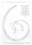Tripyla