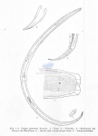 Tripyla