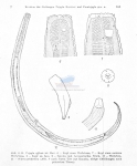 Tripyla