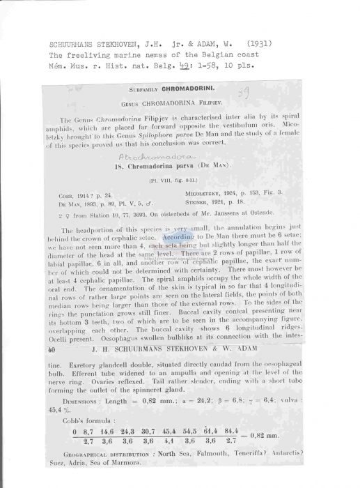 Atrochromadora parva