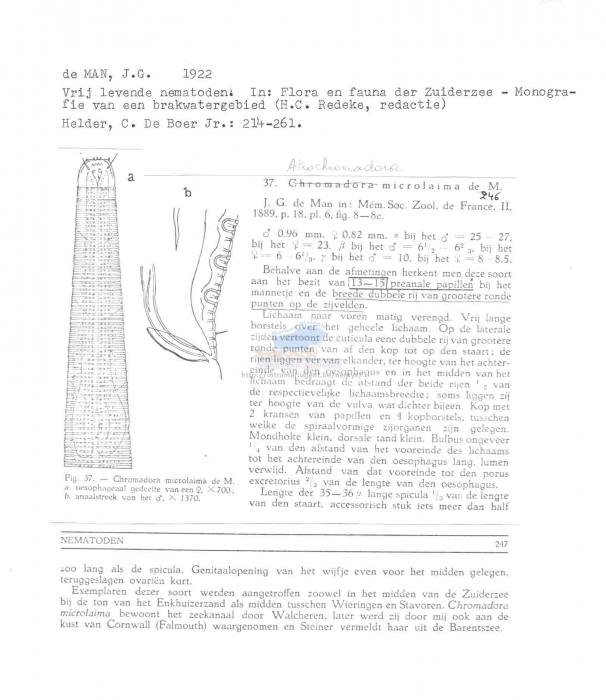 Atrochromadora microlaima